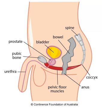 Illustration of male pelvic floor muscles
