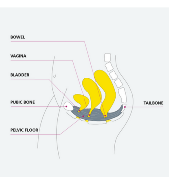 Female pelvic floor muscles