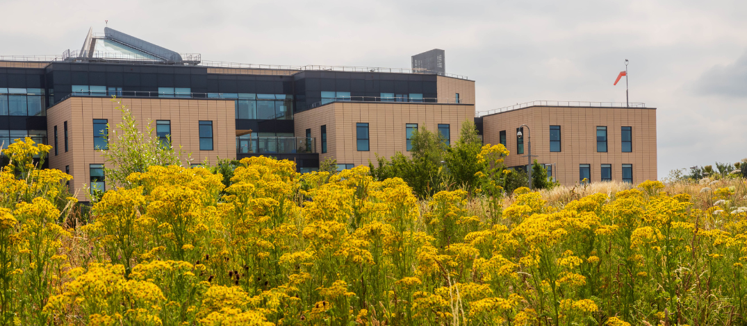 The Brunel building exterior is in the background with yellow flowers in the foreground.